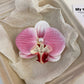 Schmetterling Orchidee Blume Haarspangen