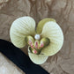 Schmetterling Orchidee Blume Haarspangen