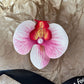 Schmetterling Orchidee Blume Haarspangen