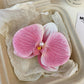 Schmetterling Orchidee Blume Haarspangen